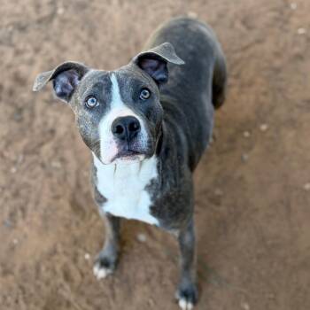 Mixed Breed Dogs Available for Adoption - Sarah | PetCurious