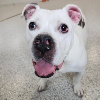 English Bulldog Dogs Available for Adoption - Mimi | PetCurious