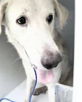 A658025 -  Labrador Retriever and Great Pyrenees Dog for Adoption in Houston, Texas - A658025 | PetCurious