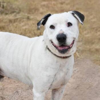 Ghost -  American Bulldog Dog for Adoption in Cleveland, Texas - Ghost | PetCurious