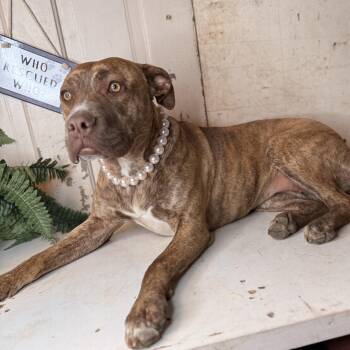 Pit Bull Terrier Dogs Available for Adoption - Lady Bug | PetCurious