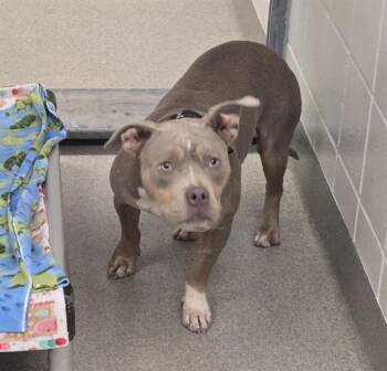 GREY -  Pit Bull Terrier and Mixed Breed Dog for Adoption in Omaha, Nebraska - GREY | PetCurious