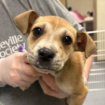 Mixed Breed Dogs Available for Adoption in Asheville, North Carolina - Norma | PetCurious