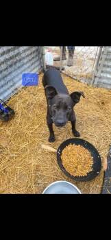 Black Labrador Retriever Dogs Available for Adoption - Finn | PetCurious