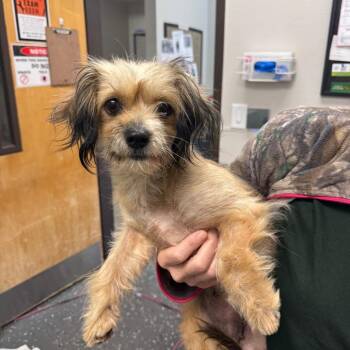 Lainey -  Mixed Breed Dog for Adoption in Columbiana, Alabama - Lainey | PetCurious