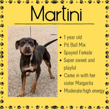 Martini -  Pit Bull Terrier Dog Available for Adoption in Junction City, Kansas - Martini | PetCurious