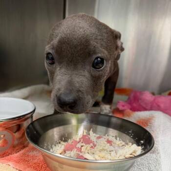 Pit Bull Terrier and Mixed Breed Dogs Available for Adoption in Austin, Texas - LuSeal | PetCurious