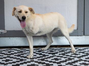 Abby - Foster to Adopt -  Labrador Retriever and Mixed Breed Dog for Adoption in Savage, Minnesota - Abby - Foster To Adopt | PetCurious