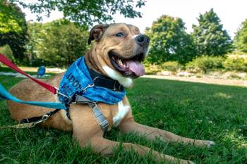Kyle -  Mixed Breed Dog for Adoption in Mississauga, Ontario - Kyle | PetCurious