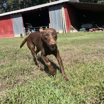Polly -  Doberman Pinscher and Labrador Retriever Dog for Adoption in Beulaville, North Carolina - Polly | PetCurious