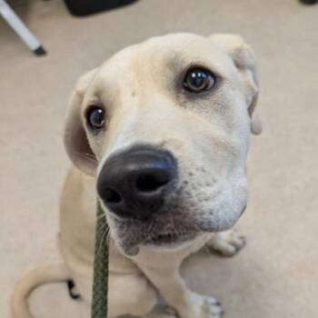 Layla -  Labrador Retriever and Mixed Breed Dog for Adoption in Westland, Michigan - Layla | PetCurious