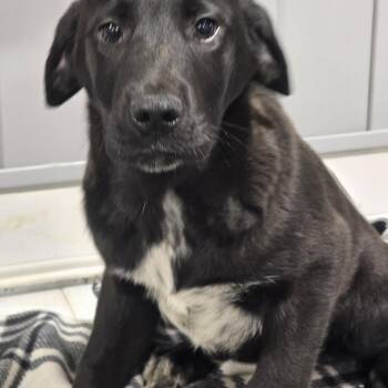Great Dane and Black Labrador Retriever Dogs Available for Adoption - Mallory | PetCurious