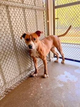 American Staffordshire Terrier and Mixed Breed Dogs Available for Adoption in Burnsville, North Carolina - Sadie | PetCurious