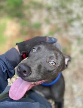 Maliki -  Mixed Breed Dog for Adoption in Taycheedah, Wisconsin - Maliki | PetCurious