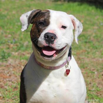 Boxer and Terrier Dogs Available for Adoption - Angel | PetCurious