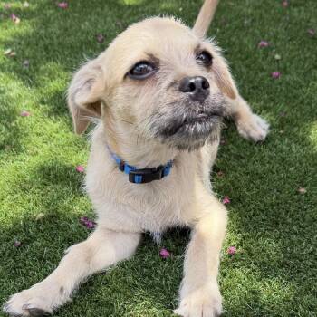 Dexter -  Miniature Schnauzer and Chihuahua Dog for Adoption in Houston, Texas - Dexter | PetCurious