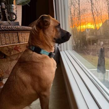 Maple -  Shepherd and Mixed Breed Dog for Adoption in Potomac, Maryland - Maple | PetCurious