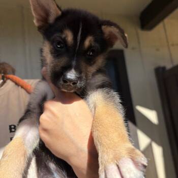 Tinman 7151 -  Husky Dog for Adoption in Loxahatchee Groves, Florida - Tinman 7151 | PetCurious
