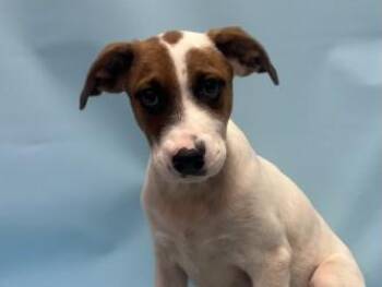 Dundee -  Australian Cattle Dog Blue Heeler and Mixed Breed Dog for Adoption in Golden Valley, Minnesota - Dundee | PetCurious