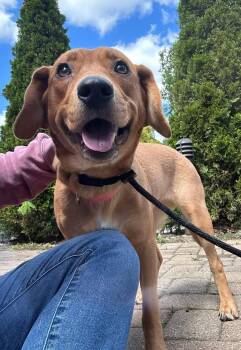 Hound Dogs Available for Adoption in Germantown, Ohio - Star Dancer | PetCurious