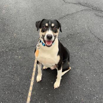 C-Dude -  Mixed Breed Dog for Adoption in Conway, New Hampshire - C-Dude | PetCurious