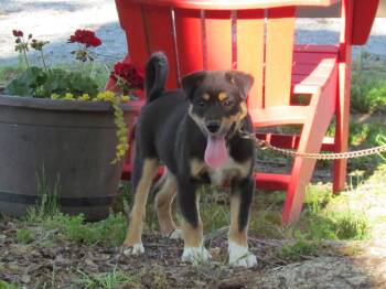 Feist and Mixed Breed Dogs Available for Adoption in Medfield, Massachusetts - Sloan | PetCurious