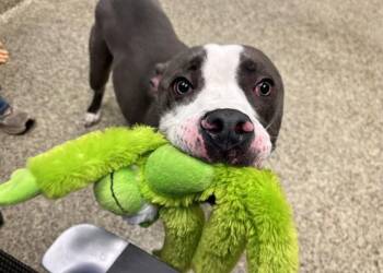 Pit Bull Terrier Dogs Available for Adoption - TITUS | PetCurious