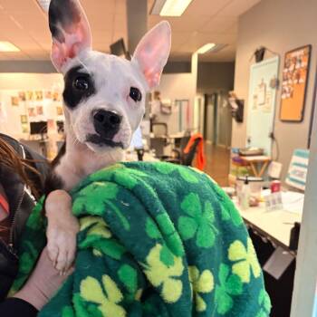 Terrier Dogs Available for Adoption - Shamrock Shake | PetCurious