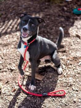 Mixed Breed Dogs Available for Adoption in Chamblee, Georgia - Barley | PetCurious