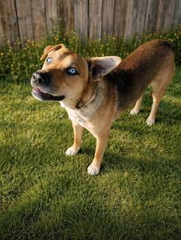 Sinatra -  American Staffordshire Terrier and Labrador Retriever Dog for Adoption in Escondido, California - Sinatra | PetCurious