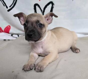 Chihuahua Dogs Available for Adoption - Finn | PetCurious