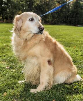 Rescue Golden Retriever Dogs for Adoption in Chester Springs, Pennsylvania - Ember | PetCurious