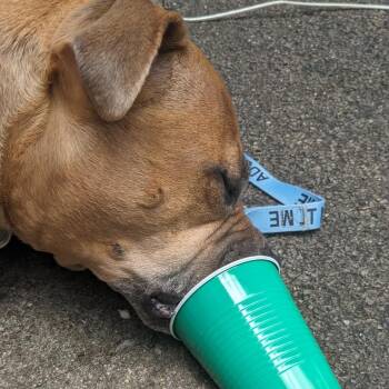 Kash -  Mixed Breed Dog for Adoption in Fairport, New York - Kash | PetCurious