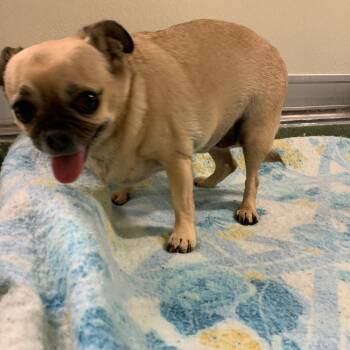 Pug Dogs Available for Adoption in Charlottesville, Virginia - Lacey | PetCurious
