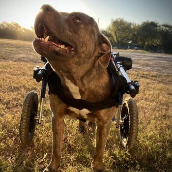 American Bulldog and Mixed Breed Dogs Available for Adoption - Forrest Gump AG Aka Hardy JuM | PetCurious