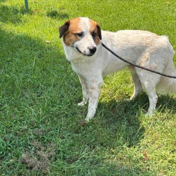 Regerd -  Great Pyrenees Dog for Adoption in Clanton, Alabama - Regerd | PetCurious