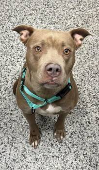 Jada Rae -  Mixed Breed Dog for Adoption in West Chester, Pennsylvania - Jada Rae | PetCurious