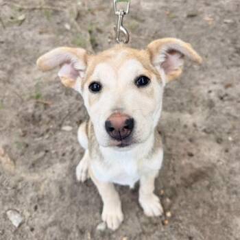 Shepherd and Husky Dogs Available for Adoption - Muffin | PetCurious