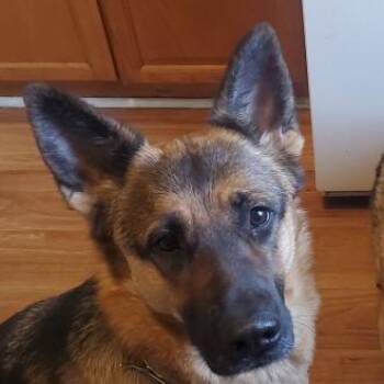 Opal -  German Shepherd Dog Dog for Adoption in Chicago, Illinois - Opal | PetCurious