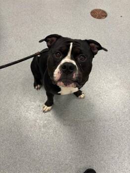 STEPHON -  American Bulldog and Mixed Breed Dog for Adoption in Indianapolis, Indiana - STEPHON | PetCurious
