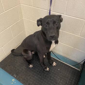 Mixed Breed Dogs Available for Adoption in Memphis, Tennessee - Elizabeth/LYNZI | PetCurious