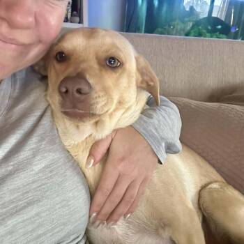 Retriever and Border Terrier Dogs Available for Adoption - Buzz Clifford | PetCurious