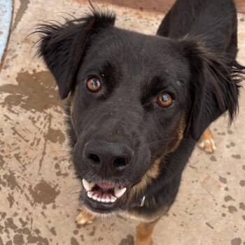 Sister -  Shepherd and Mixed Breed Dog for Adoption in Kanab, Utah - Sister | PetCurious