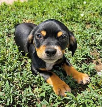 Sly -  Dachshund and Chihuahua Dog for Adoption in Boulder, Colorado - Sly | PetCurious