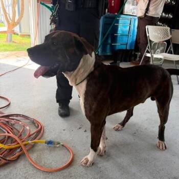 Dylan 26-06-194 -  Pit Bull Terrier Dog for Adoption in Bastrop, Texas - Dylan 26-06-194 | PetCurious