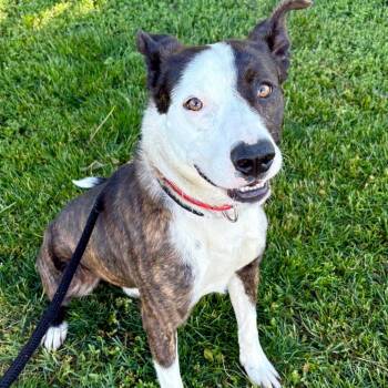 Rick -  Mixed Breed Dog for Adoption in Saint Joseph, Missouri - Rick | PetCurious