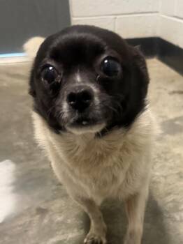 Priscilla -  Chihuahua Dog for Adoption in Henderson, North Carolina - Priscilla | PetCurious