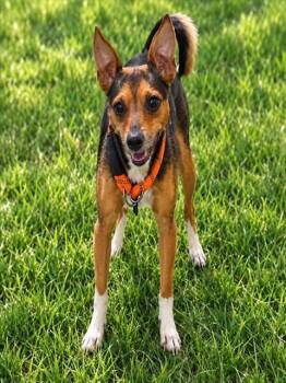 PETER PAN -  Chihuahua Dog for Adoption - PETER PAN | PetCurious