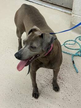 Labrador Retriever and Weimaraner Smooth Dogs Available for Adoption in Marietta, Georgia - (829) | PetCurious