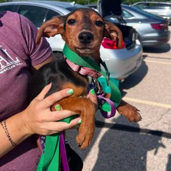 Jessie -  Beagle and Mixed Breed Dog for Adoption in Campton Hills, Illinois - Jessie | PetCurious